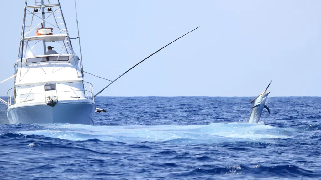 A marlin jumps out of the ocean near a sport fishing boat with a tall fishing tower under a clear sky.